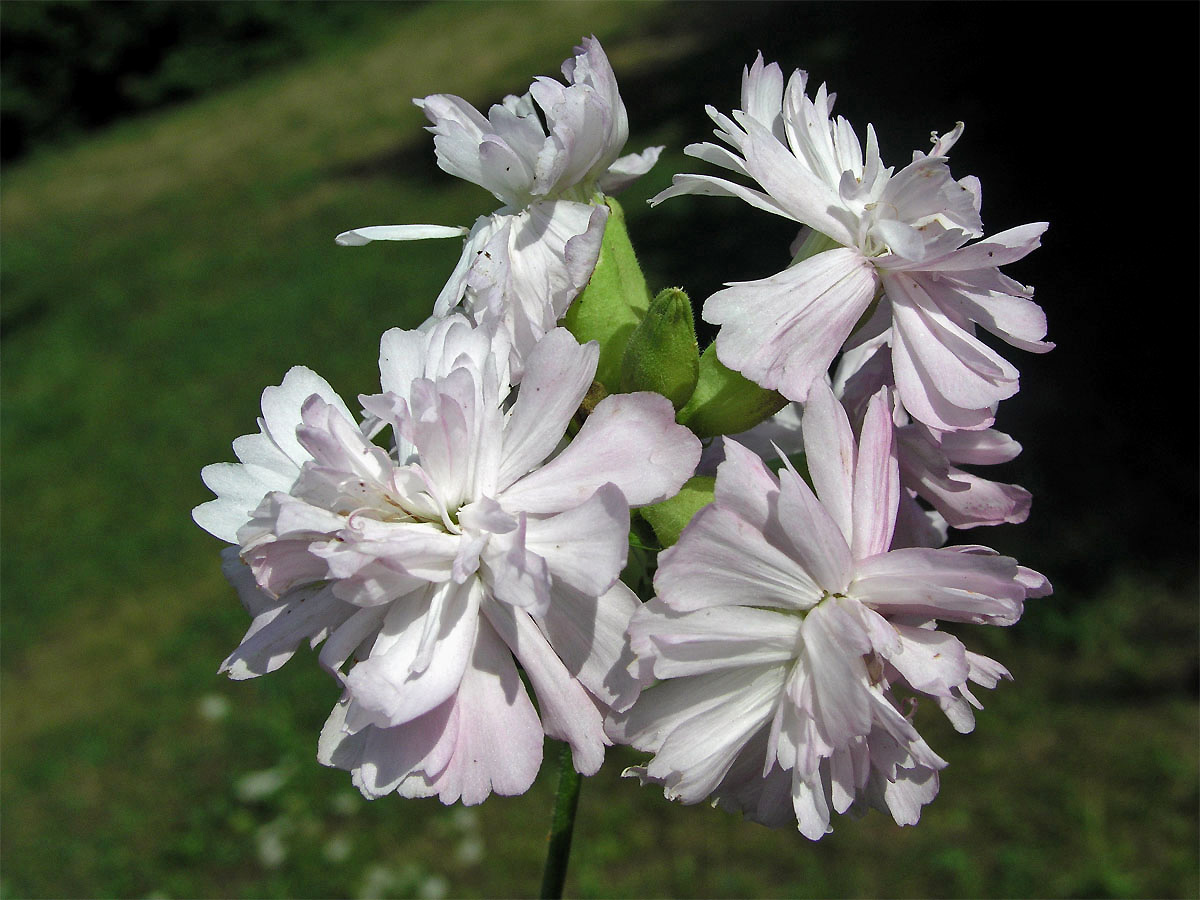 Mydlice lékařská (Saponaria officinalis L.)