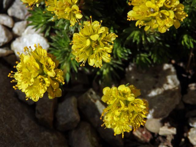 Lomikámen (Saxifraga ferdinandi-coburgi var. rhodopea Kellerer & Stoj.)