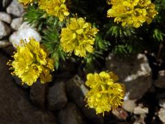 Lomikámen (Saxifraga ferdinandi-coburgi var. rhodopea Kellerer & Stoj.)    