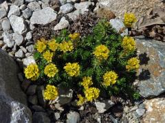 Lomikámen (Saxifraga ferdinandi-coburgi var. rhodopea Kellerer & Stoj.)