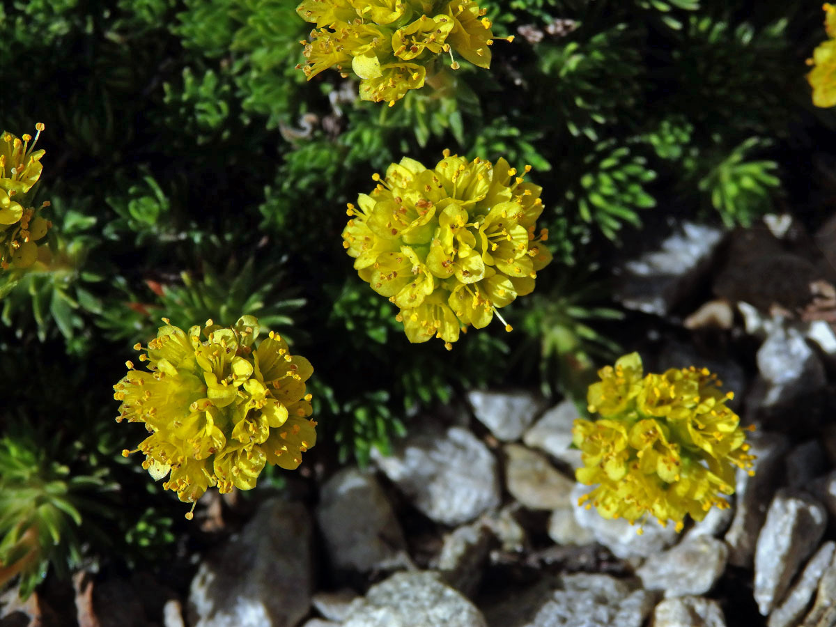 Lomikámen (Saxifraga ferdinandi-coburgi var. rhodopea Kellerer & Stoj.)