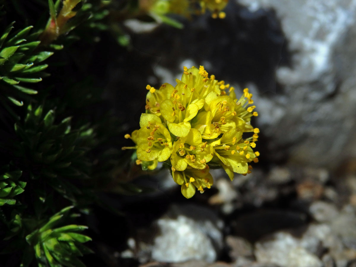 Lomikámen (Saxifraga ferdinandi-coburgi var. rhodopea Kellerer & Stoj.)