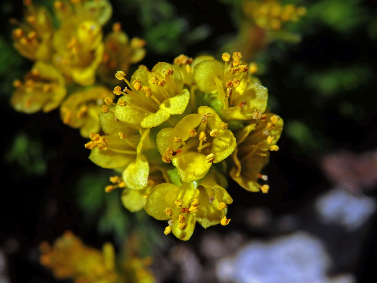 Lomikámen (Saxifraga ferdinandi-coburgi var. rhodopea Kellerer & Stoj.)