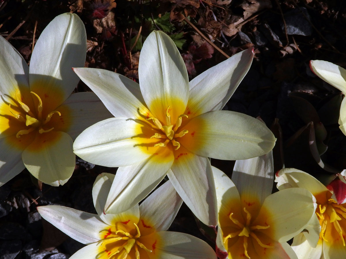 Tulipán Fosterův (Tulipa fosteriana W. Irving), sedmičetný květ (4)