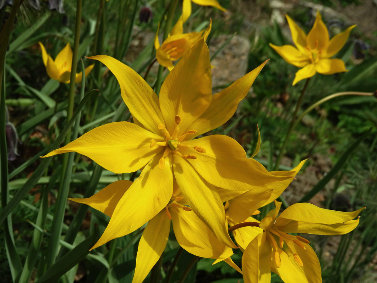 Tulipán planý (Tulipa sylvestris L.), osmičetný květ (2)