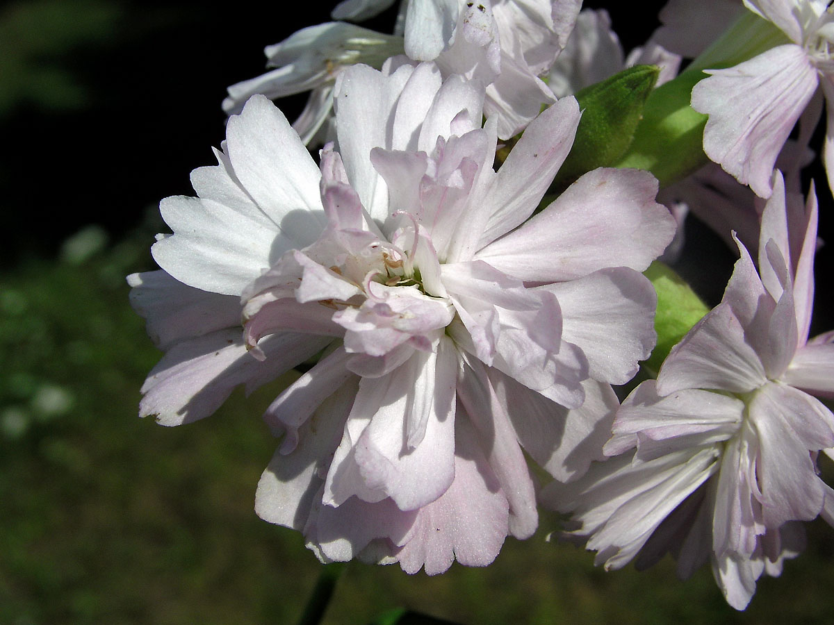 Mydlice lékařská (Saponaria officinalis L.)