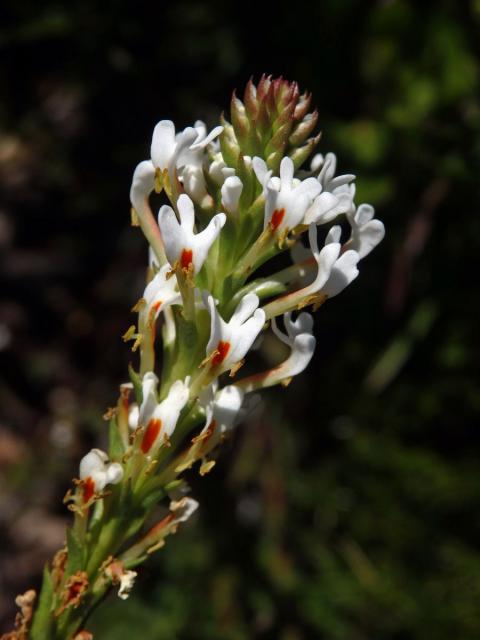 Hebenstretia angolensis Rolfe