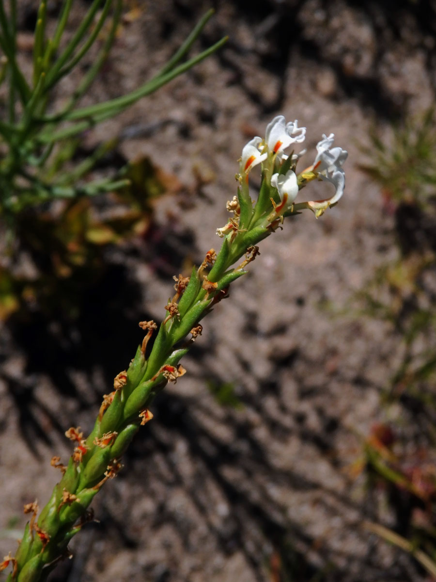 Hebenstretia angolensis Rolfe