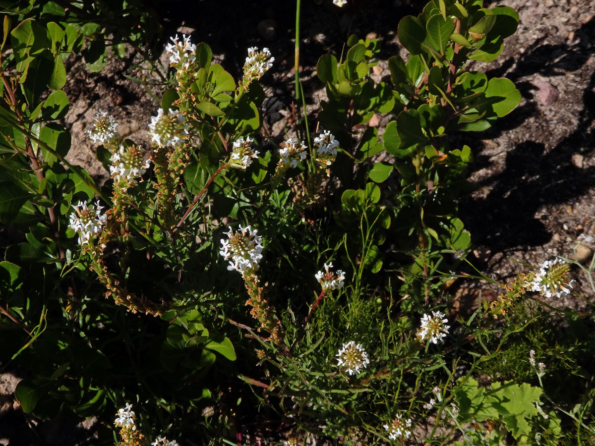 Hebenstretia angolensis Rolfe