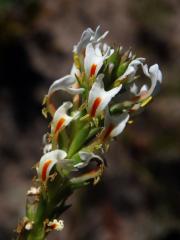 Hebenstretia angolensis Rolfe