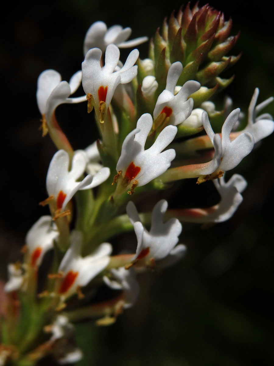 Hebenstretia angolensis Rolfe