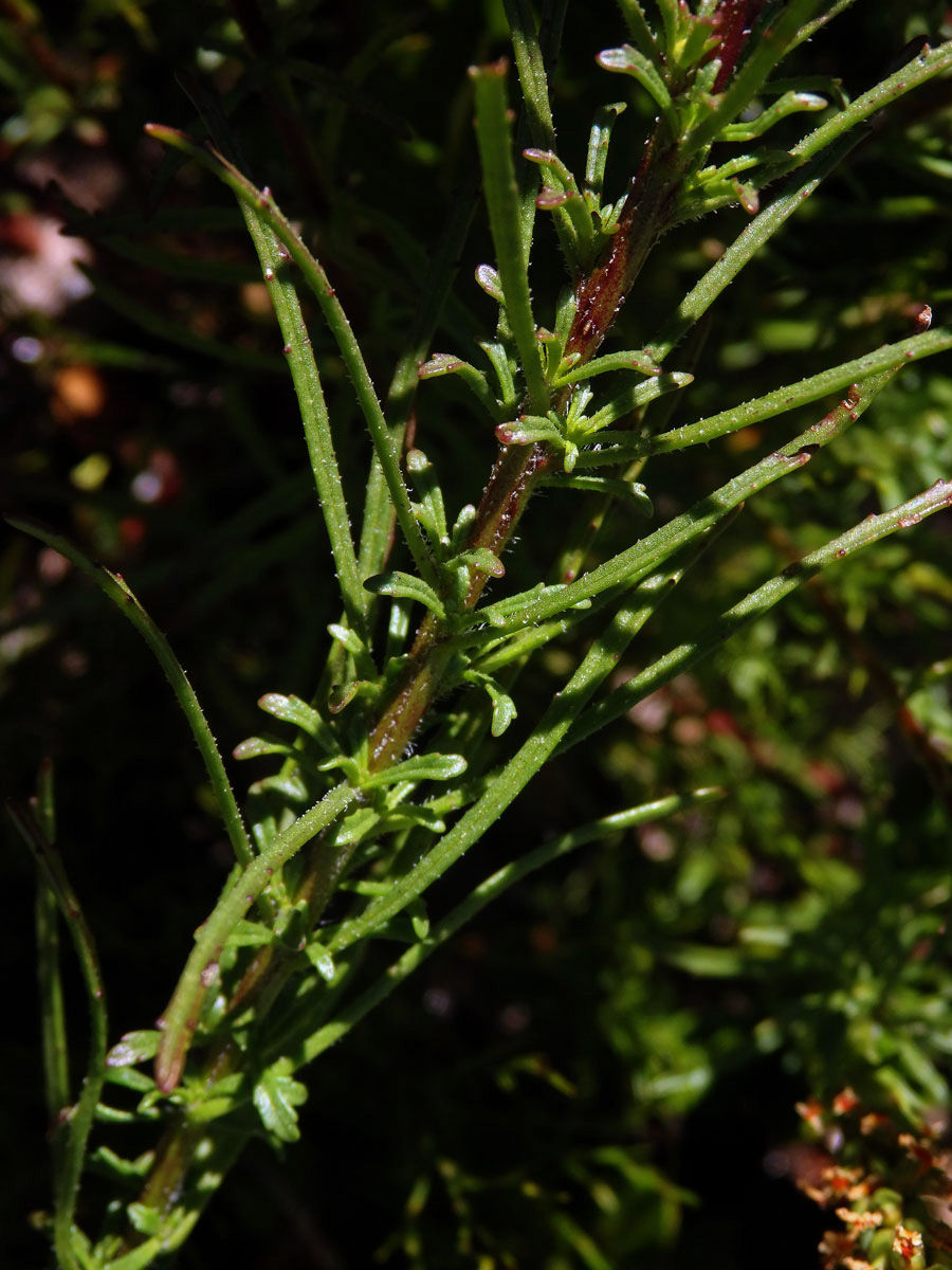 Hebenstretia angolensis Rolfe