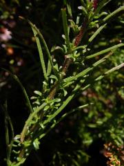 Hebenstretia angolensis Rolfe