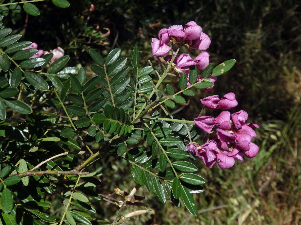 Virgilia divaricata Adamson