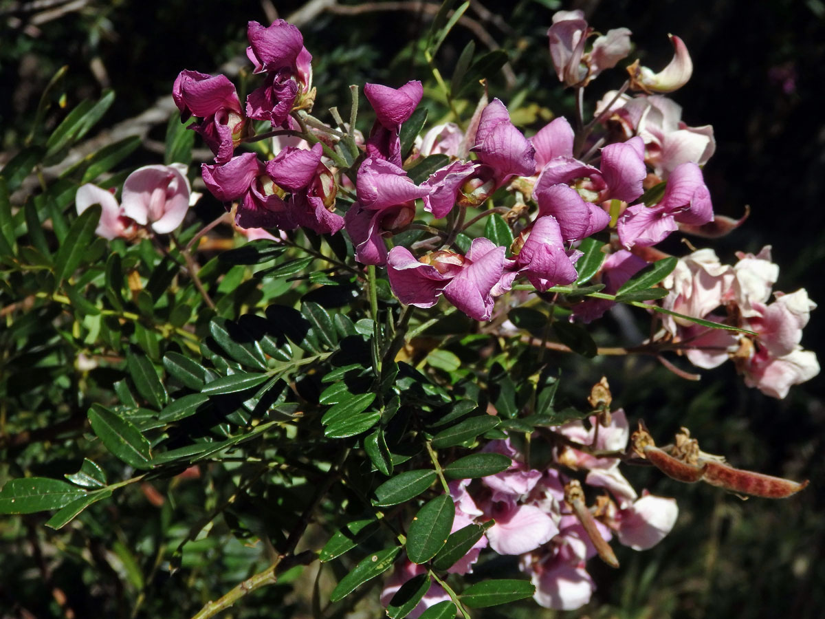 Virgilia divaricata Adamson