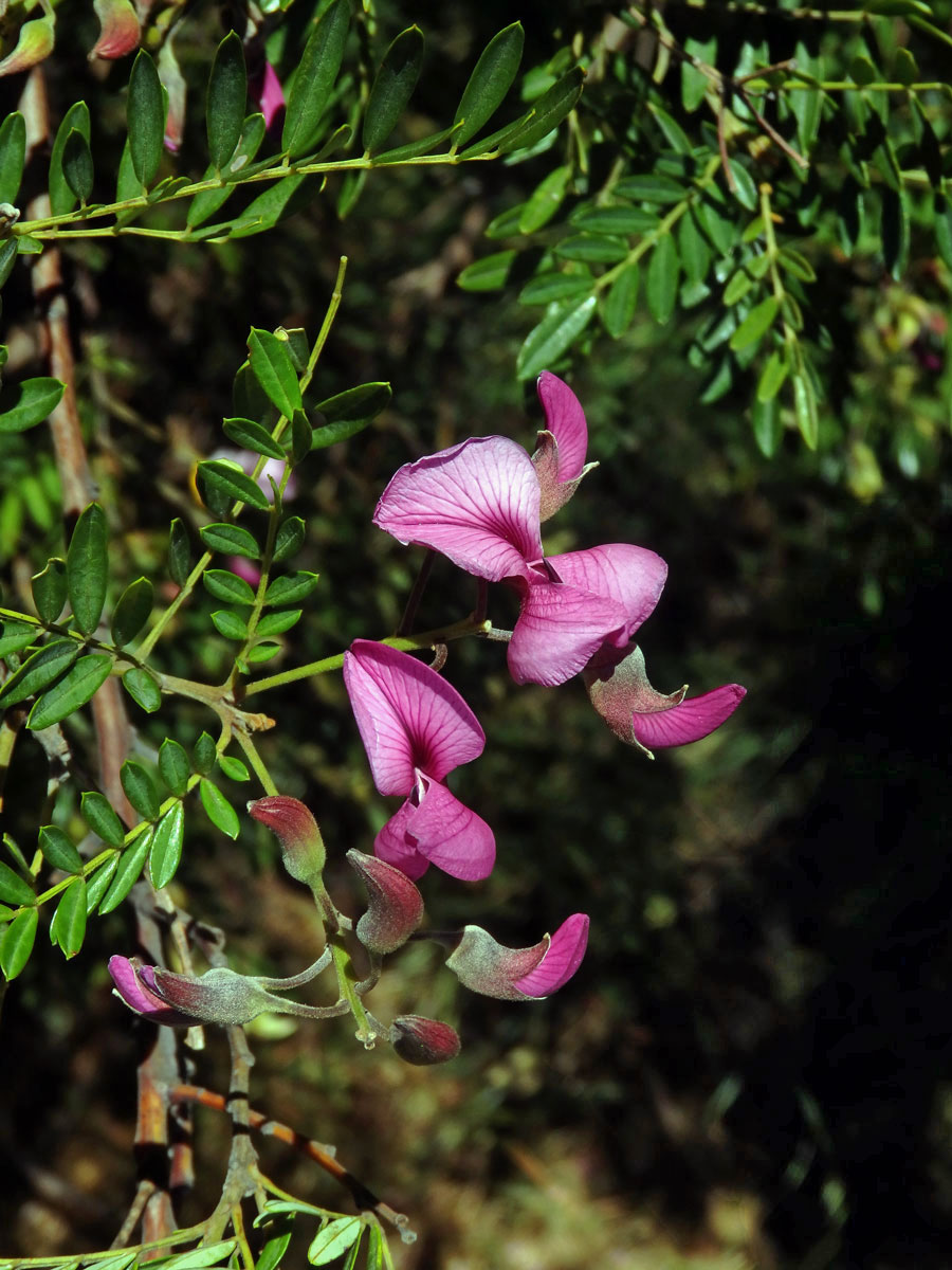 Virgilia divaricata Adamson