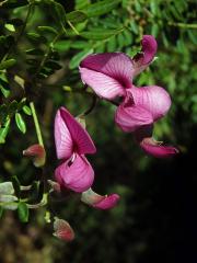 Virgilia divaricata Adamson