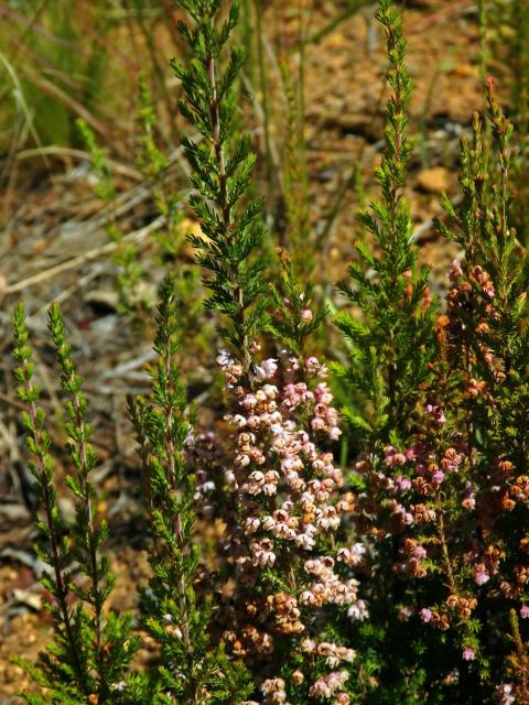 Vřesovec (Erica mauritanica L.)