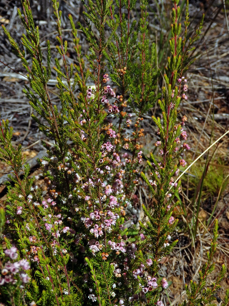 Vřesovec (Erica mauritanica L.)