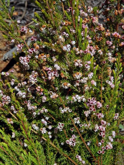 Vřesovec (Erica mauritanica L.)