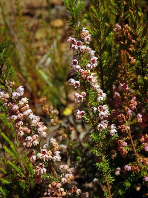 Vřesovec (Erica mauritanica L.)