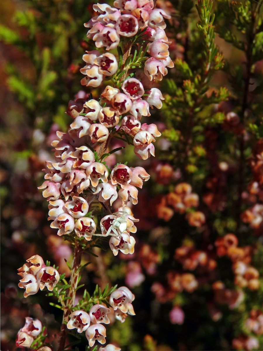 Vřesovec (Erica mauritanica L.)