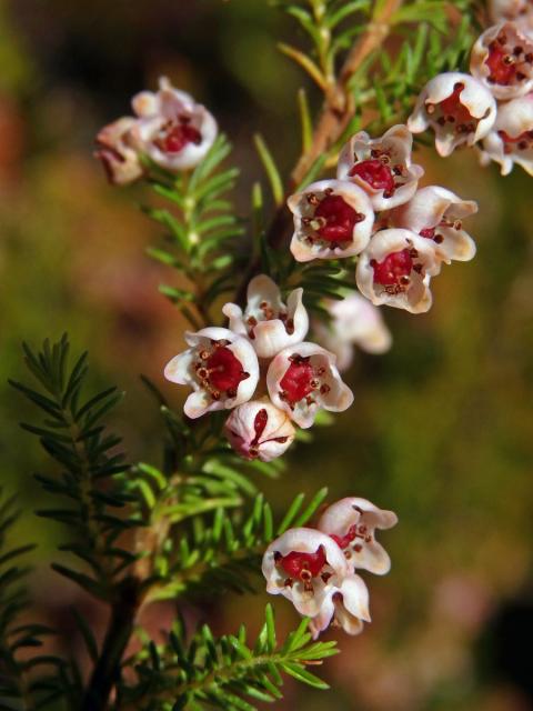 Vřesovec (Erica mauritanica L.)