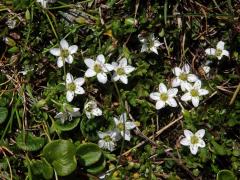 Písečnice dvoukvětá (Arenaria biflora L.)