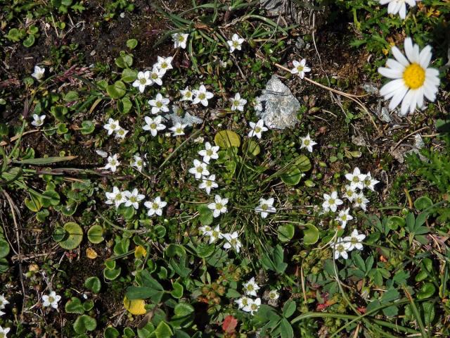 Písečnice dvoukvětá (Arenaria biflora L.)