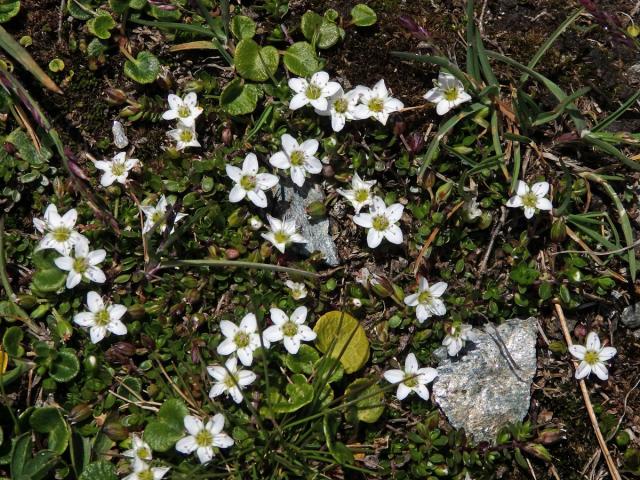 Písečnice dvoukvětá (Arenaria biflora L.)