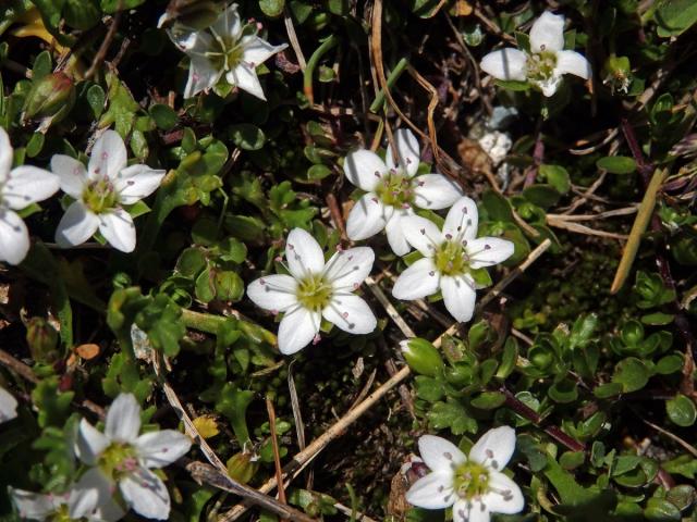 Písečnice dvoukvětá (Arenaria biflora L.)