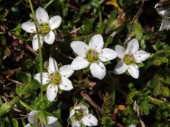 Písečnice dvoukvětá (Arenaria biflora L.)