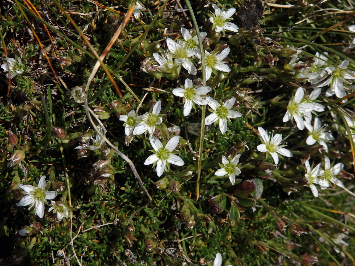 Písečnice (Arenaria multicaulis L.)