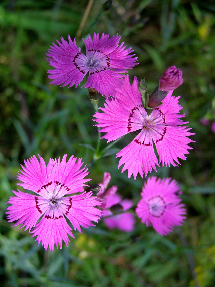 Hvozdík lesní (Dianthus sylvaticus Wills.)