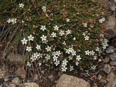 Písečnice (Arenaria multicaulis L.)