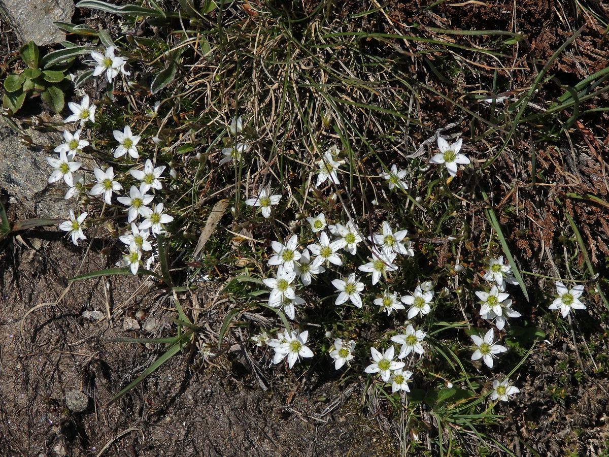 Písečnice (Arenaria multicaulis L.)