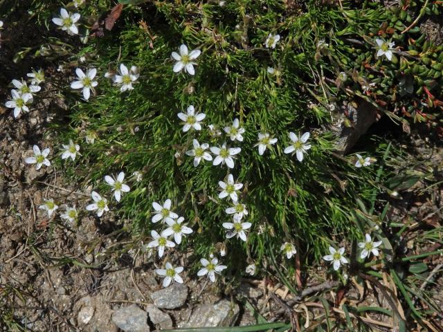 Písečnice (Arenaria multicaulis L.)