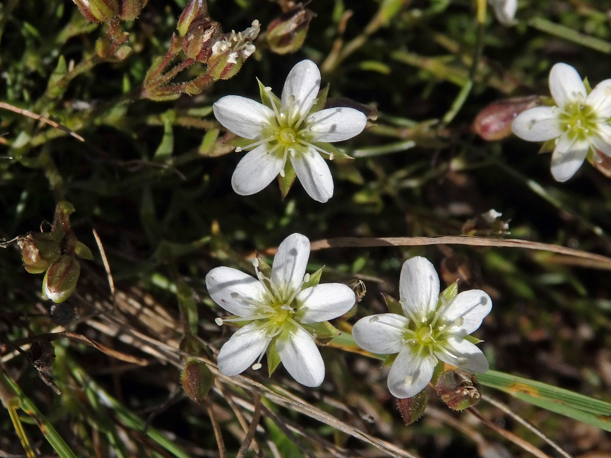 Písečnice (Arenaria multicaulis L.)