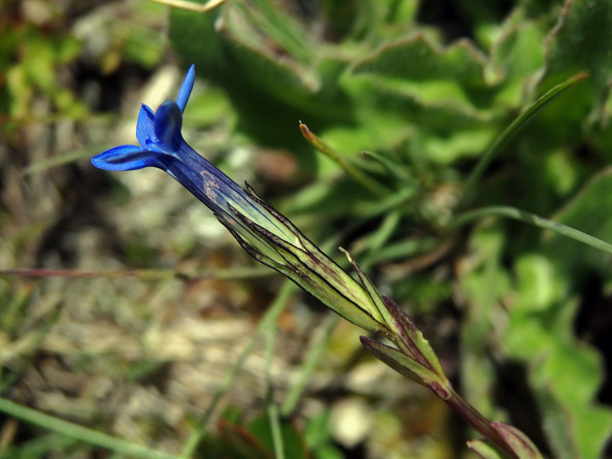 Hořec sněžný (Gentiana nivalis L.)