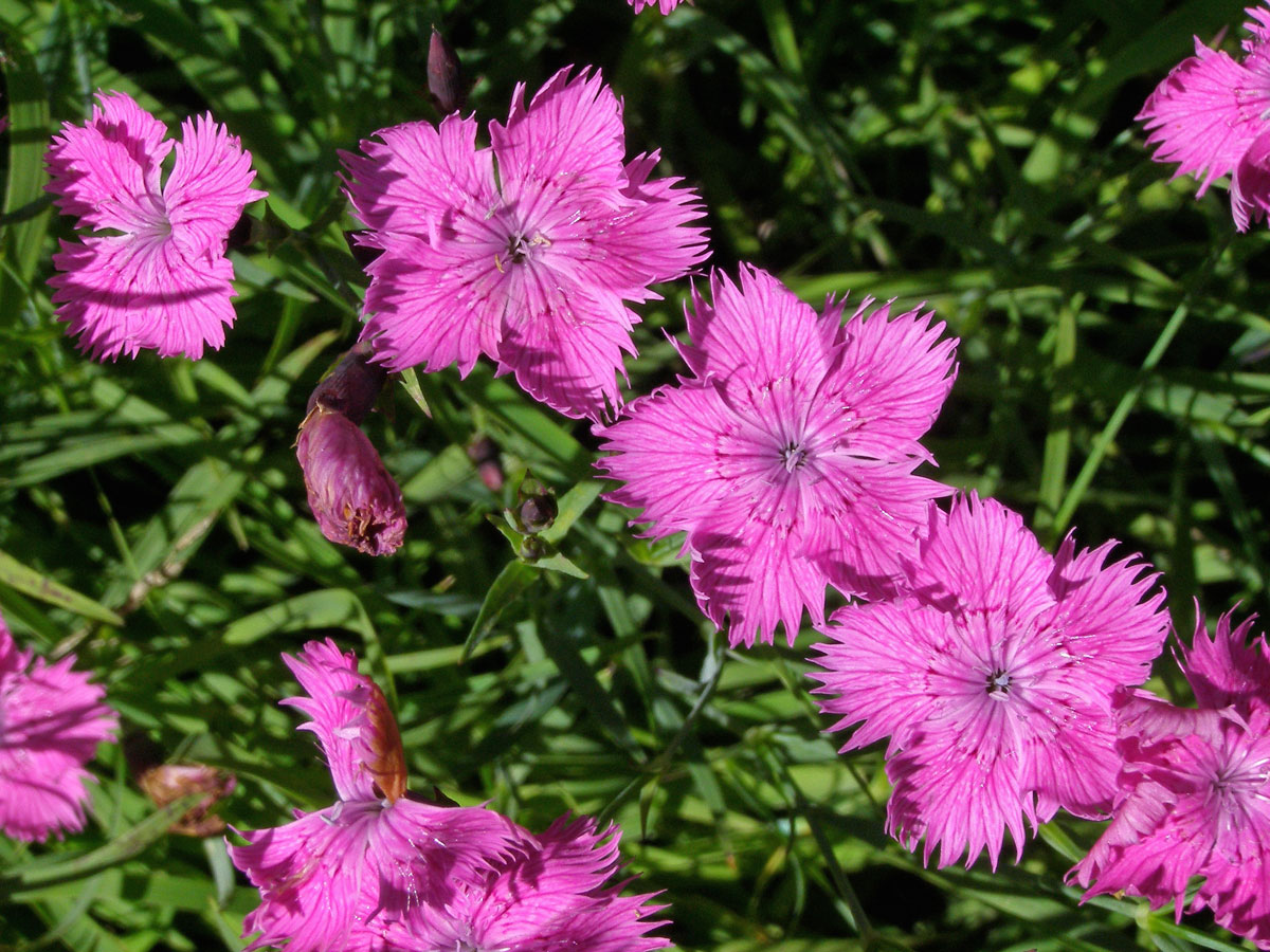 Hvozdík lesní (Dianthus sylvaticus Wills.)