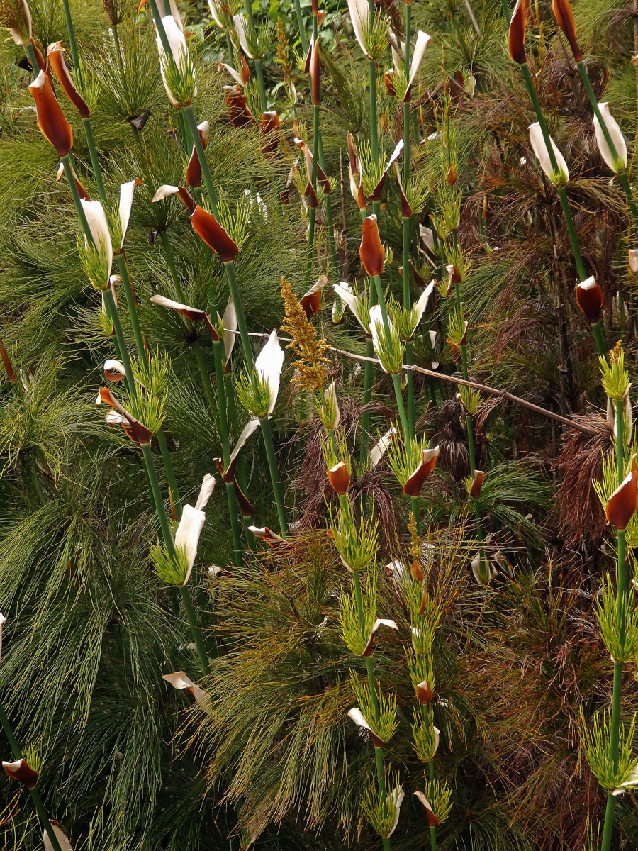 Elegia capensis (Burm. f.) Schelpe