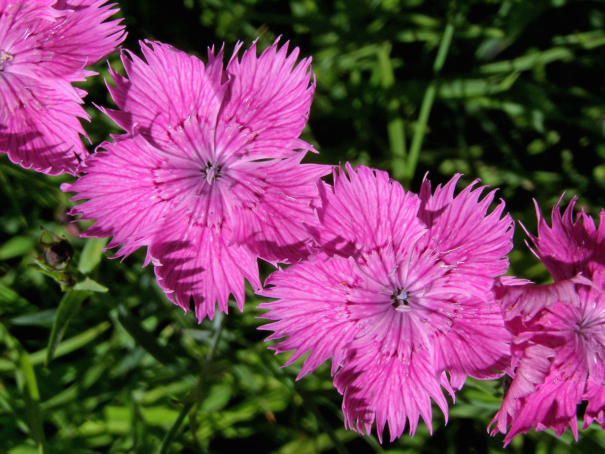 Hvozdík lesní (Dianthus sylvaticus Wills.)