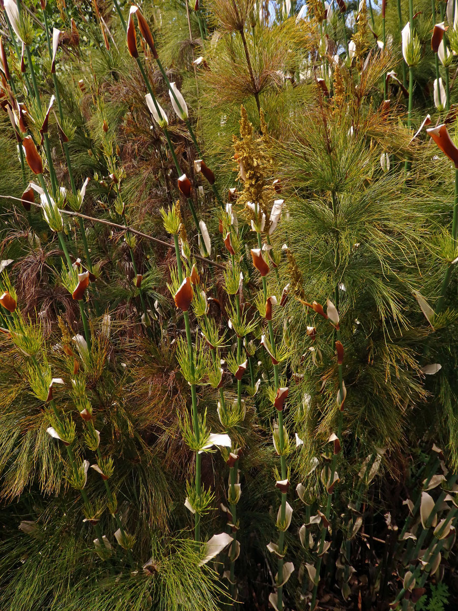 Elegia capensis (Burm. f.) Schelpe