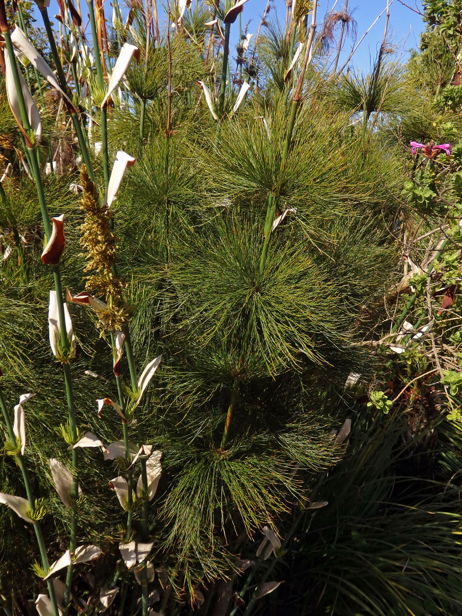 Elegia capensis (Burm. f.) Schelpe