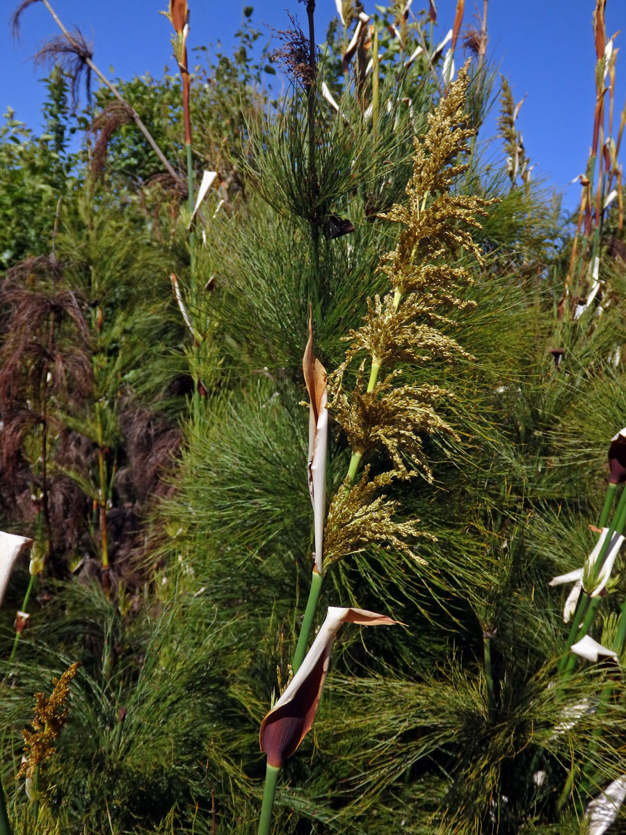 Elegia capensis (Burm. f.) Schelpe