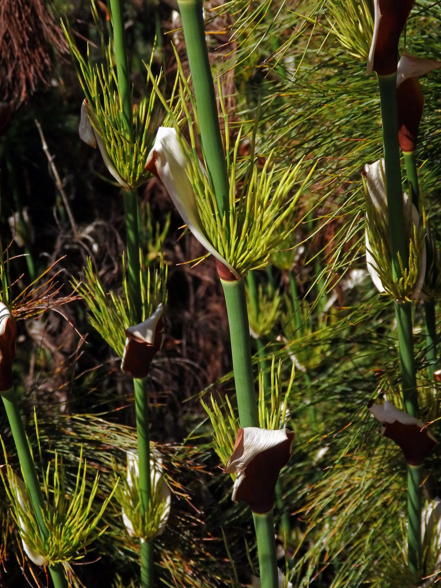 Elegia capensis (Burm. f.) Schelpe