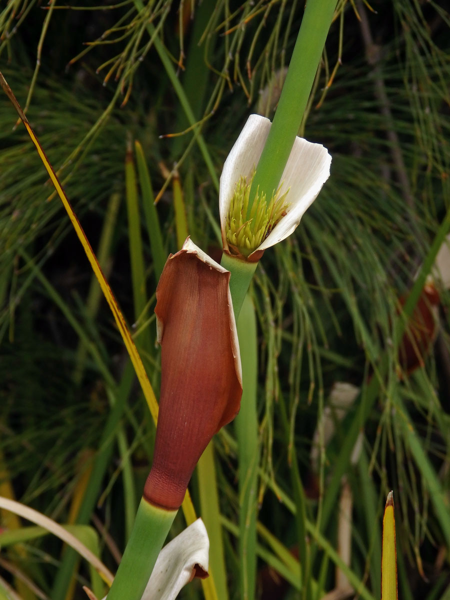 Elegia capensis (Burm. f.) Schelpe