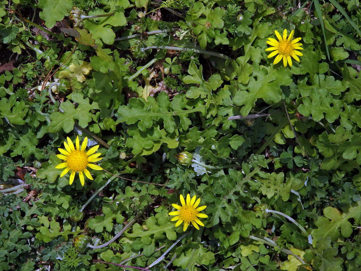 Haplocarpha schimperi (Sch. Bip.) Beauverd