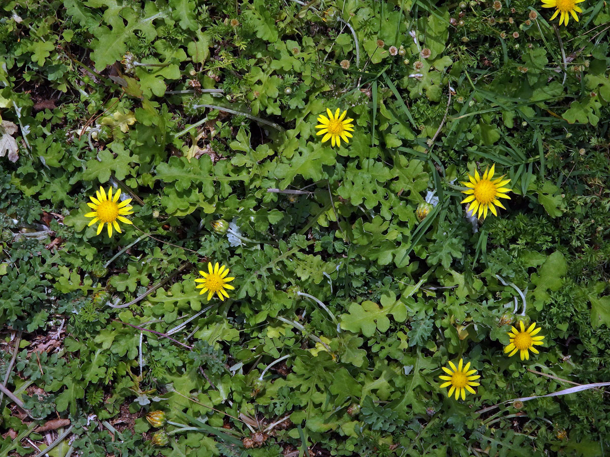 Haplocarpha schimperi (Sch. Bip.) Beauverd