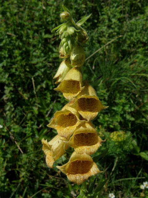 Náprstník velkokvětý (Digitalis grandiflora Mill.)